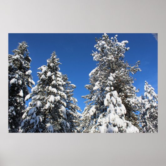 Sneeuwtop groenblijvend poster (Voorkant)