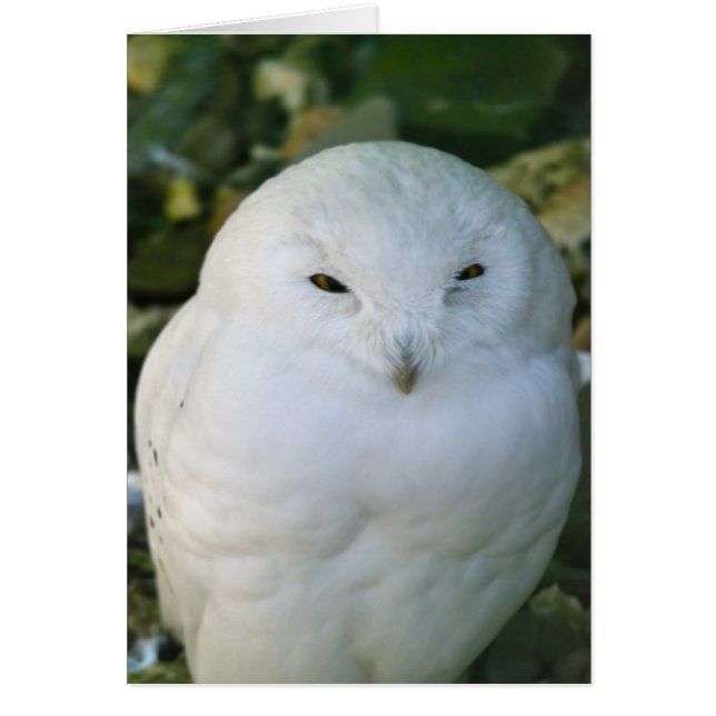 Sneeuwuil (Voorkant)