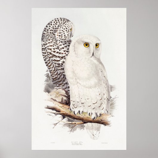 Sneeuwuil (1832–1837) poster (Voorkant)