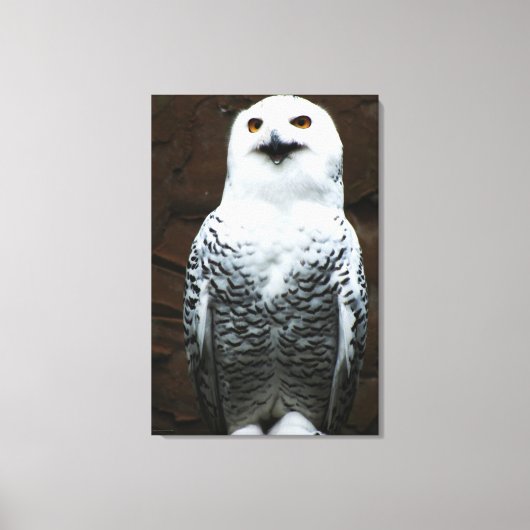 Sneeuwuil 24x36 (60x90cm) waccna canvas afdruk (Voorkant)