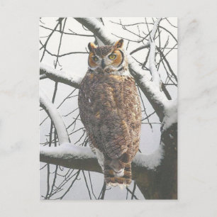Sneeuwuil Ansichtkaart Briefkaart