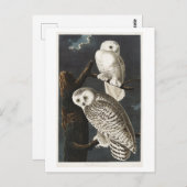 Sneeuwuil  Audubon illustratie Briefkaart (Voorkant / Achterkant)