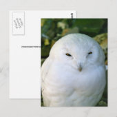 Sneeuwuil Briefkaart (Voorkant / Achterkant)