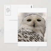 sneeuwuil briefkaart (Voorkant / Achterkant)