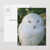 Sneeuwuil Briefkaart (Voorkant / Achterkant)