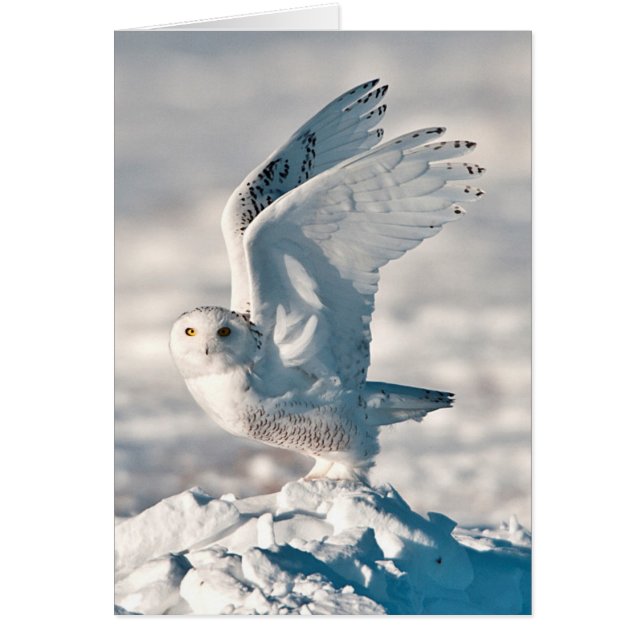 Sneeuwuil die opstijgt uit de sneeuw (Voorkant)