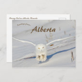 Sneeuwuil in Albert Canada Briefkaart (Voorkant / Achterkant)