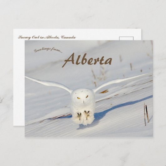 Sneeuwuil in Albert Canada Briefkaart (Voorkant / Achterkant)