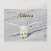 Sneeuwuil in Albert Canada Briefkaart (Voorkant)