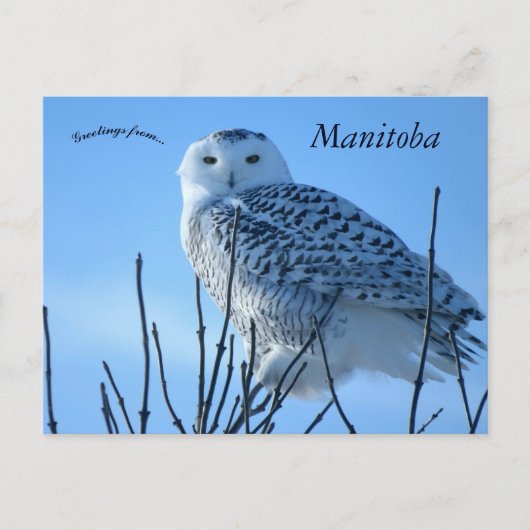 Sneeuwuil in Manitoba Canada Briefkaart (Voorkant)