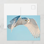 Sneeuwuil in vlucht briefkaart (Voorkant / Achterkant)