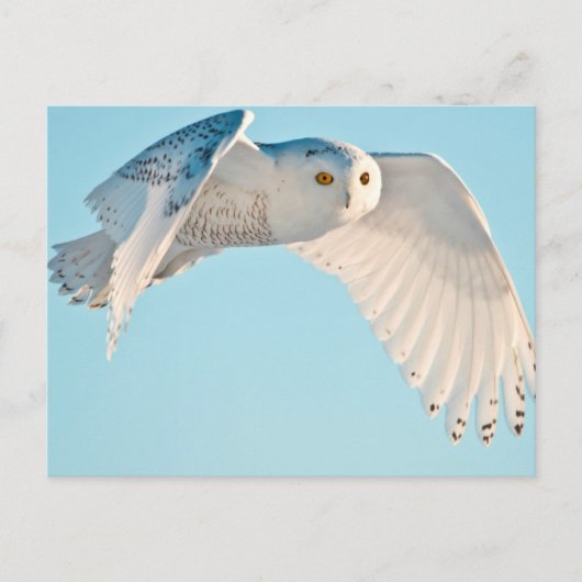 Sneeuwuil in vlucht briefkaart (Voorkant)