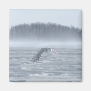 Sneeuwuil in vlucht in de winter magneet
