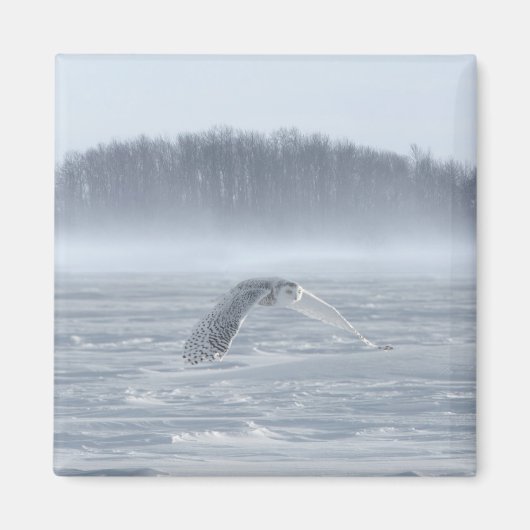 Sneeuwuil in vlucht in de winter magneet (Voorkant)