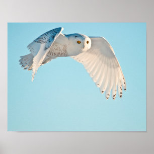 Sneeuwuil in vlucht poster