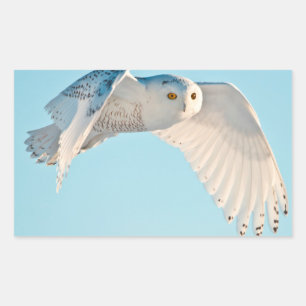Sneeuwuil in vlucht rechthoekige sticker