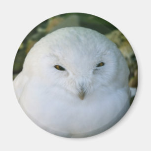 Sneeuwuil Magneet