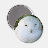 Sneeuwuil Magneet (Voorkant / Achterkant)