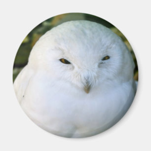 Sneeuwuil Magneet