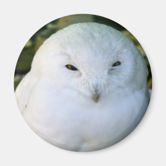 Sneeuwuil Magneet (Voorkant)