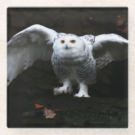 Sneeuwuil met open vleugels coastercnm glazen onderzetter (Voorkant)