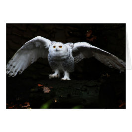 Sneeuwuil met open vleugels gccna