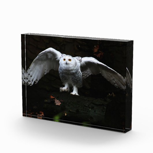 Sneeuwuil met open vleugels pbcna fotoblokken (Rechts)