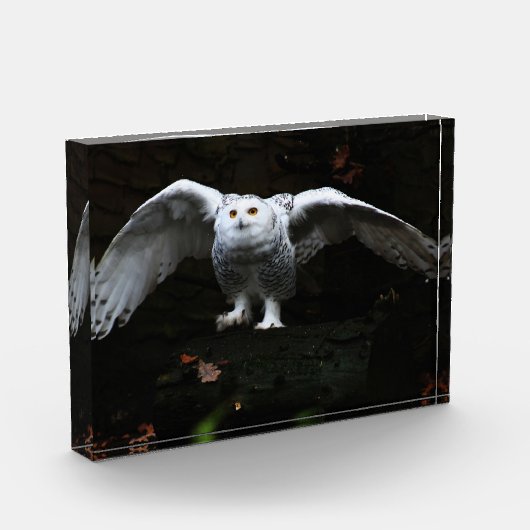 Sneeuwuil met open vleugels pbcna fotoblokken (Links)