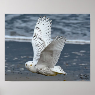 Sneeuwuil op het strand poster