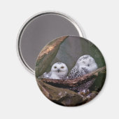 Sneeuwuil paar boslandschap dierenkunst magneet (Voorkant / Achterkant)