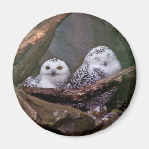 Sneeuwuil paar boslandschap dierenkunst magneet