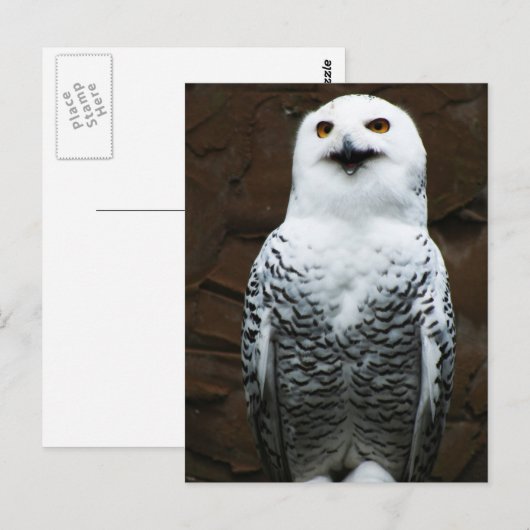 Sneeuwuil pccnm briefkaart (Voorkant / Achterkant)