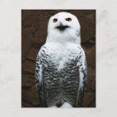 Sneeuwuil pccnm briefkaart (Voorkant)