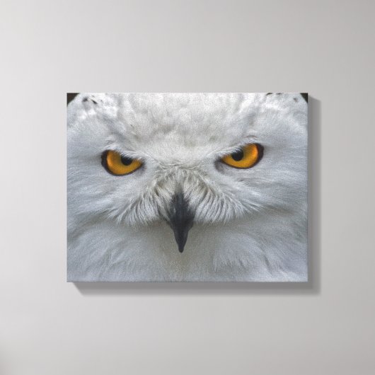 Sneeuwuil Portret Canvasprint Canvas Afdruk (Voorkant)