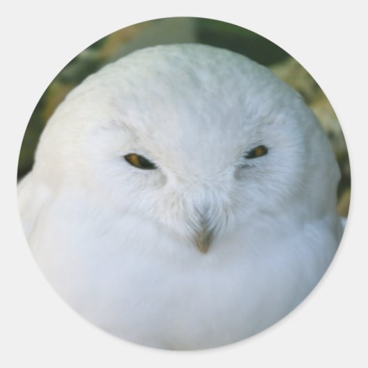 Sneeuwuil Ronde Sticker (Voorkant)