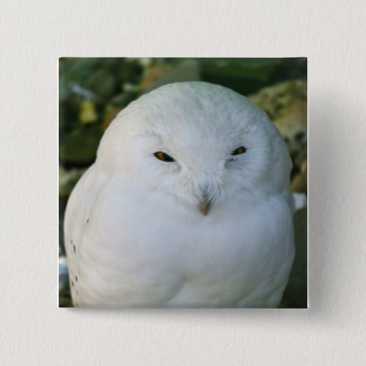 Sneeuwuil Vierkante Button 5,1 Cm (Voorkant)