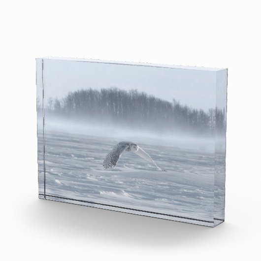 Sneeuwuil vliegt in de winter fotoblokken (Rechts)