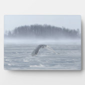 Sneeuwuil vliegt in de winter fotoplaat (voorkant)