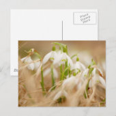 sneeuwval briefkaart (Voorkant / Achterkant)