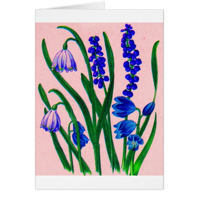 sneeuwval en scilla (Voorkant)