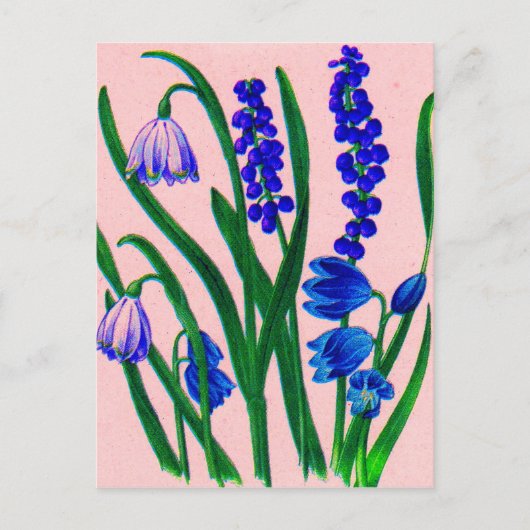 sneeuwval en scilla briefkaart (Voorkant)