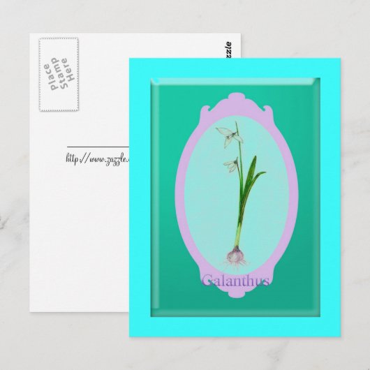 sneeuwval"Galanthus" Briefkaart (Voorkant / Achterkant)