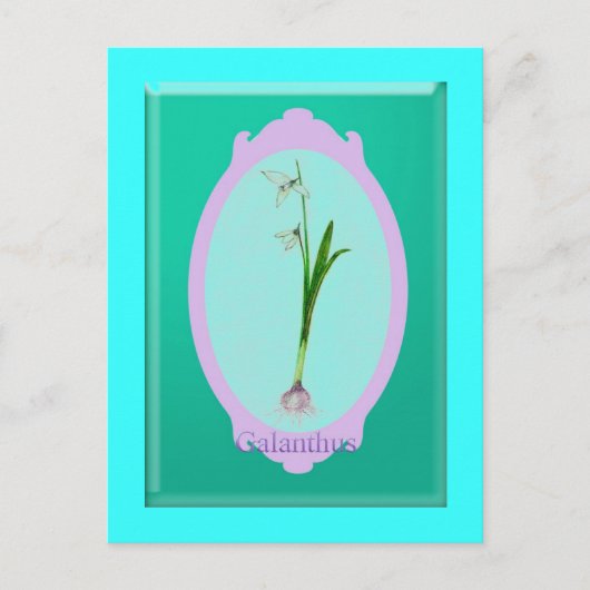 sneeuwval"Galanthus" Briefkaart (Voorkant)