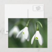 sneeuwval, van het collectie van de bloemengift briefkaart (Voorkant / Achterkant)