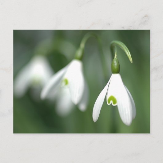 sneeuwval, van het collectie van de bloemengift briefkaart (Voorkant)