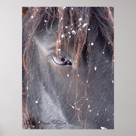 Sneeuwvlokken op Vell Pony Poster (Voorkant)
