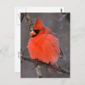 Sneeuwvogel Briefkaart (Voorkant / Achterkant)