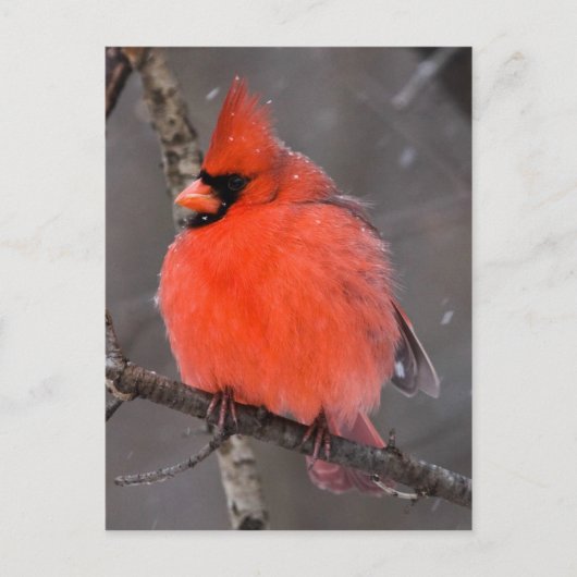 Sneeuwvogel Briefkaart (Voorkant)