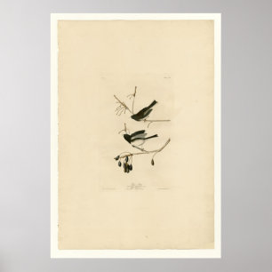 Sneeuwvogel Poster