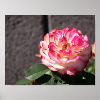 Sneeuwvuur roos poster